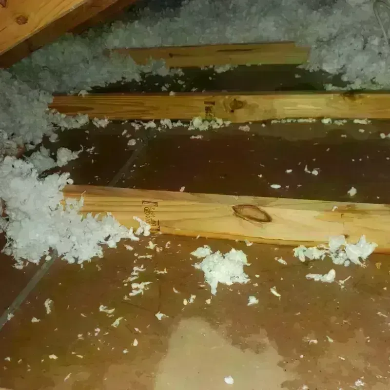 Attic Water Damage in Level Plains, AL